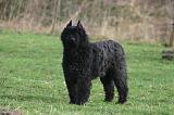 BOUVIER DES FLANDRES 424